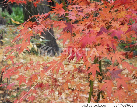The vibrant autumn leaves and fallen ginkgo leaves decorate the Japanese garden. The beautiful scenery of Soho Park sparkling in the winter light. 134708603