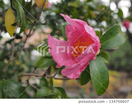 Pink camellia blooming freshly in the rain. A profile of camellia flowers decorating a Japanese garden in winter. Pink camellia blooming freshly in the rain. A profile of camellia flowers decorating a Japanese garden in winter. 134708607