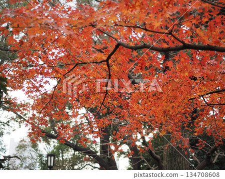 The overlapping autumn leaves vividly color the winter Japanese garden. Beautiful maple landscape captured at Soho Park. The overlapping autumn leaves vividly color the winter Japanese garden. Beautiful maple landscape captured at Soho Park. 134708608