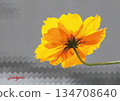 一幅色彩鮮豔的黃色波斯菊插圖。從背面拍攝的數位藝術作品。 134708640