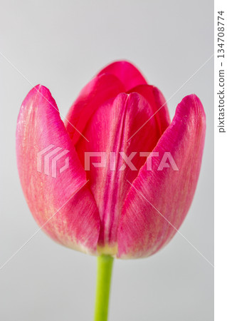 Pink tulip flower closeup on white background. Pink tulip flower closeup on white background. 134708774