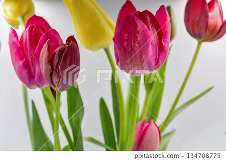Spring tulips in soft natural light closeup. Spring tulips in soft natural light closeup. 134708775