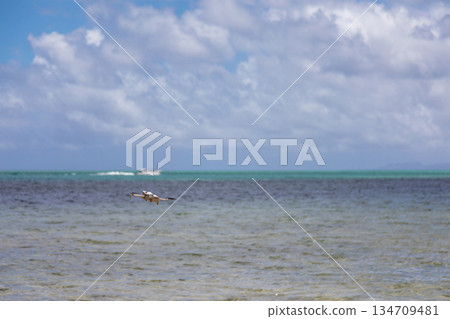 翱翔於沖繩古宇利島藍天的無人機 134709481