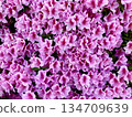 Pink azalea flowers in full bloom background material 134709639