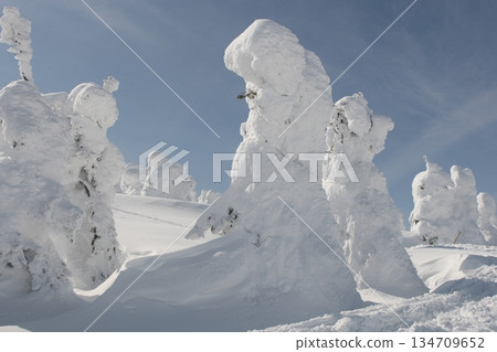 Ice-covered trees 134709652