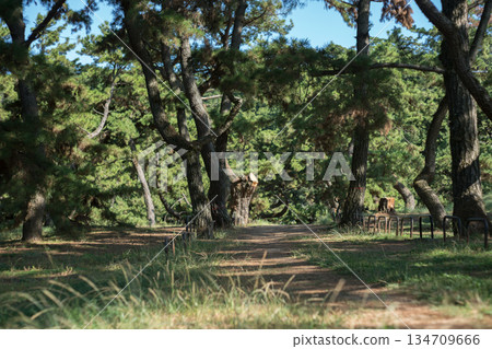 A promenade among the pine trees (Kotohiki Park) A promenade among the pine trees (Kotohiki Park) 134709666