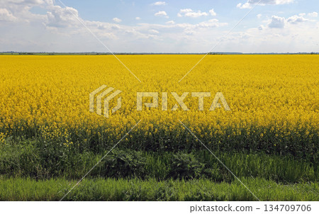 Rapeseed Canola Field Romania Rapeseed Canola Field Romania 134709706