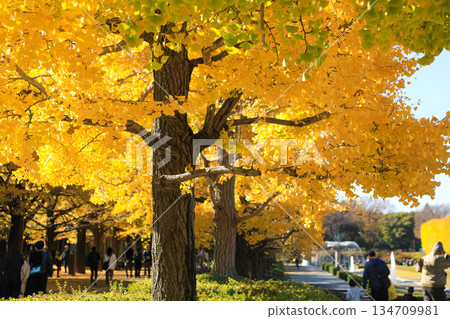 Tourists walking along rows of golden ginkgo trees, a famous spot for viewing autumn leaves Tourists walking along rows of golden ginkgo trees, a famous spot for viewing autumn leaves 134709981