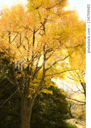 Beautiful Japanese Autumn Golden Ginkgo Trees Beautiful Japanese Autumn Golden Ginkgo Trees 134709985