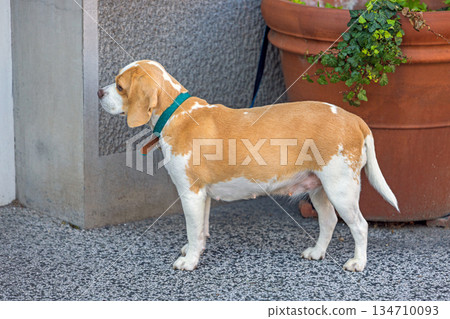 Beagle Pet Dog Standing 134710093