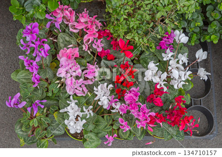 Fresh Cyclamen Flowers Variety Fresh Cyclamen Flowers Variety 134710157