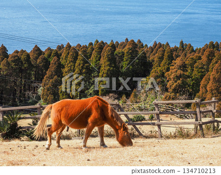 野生的三崎馬在宮崎縣土井岬的草原上吃草,背後是浩瀚的大海。 野生的三崎馬在宮崎縣土井岬的草原上吃草,背後是浩瀚的大海。 134710213