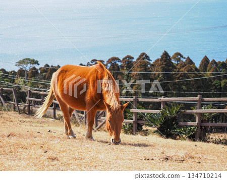 在宮崎縣土井岬,野馬在俯瞰大海的山坡上吃草。 在宮崎縣土井岬,野馬在俯瞰大海的山坡上吃草。 134710214