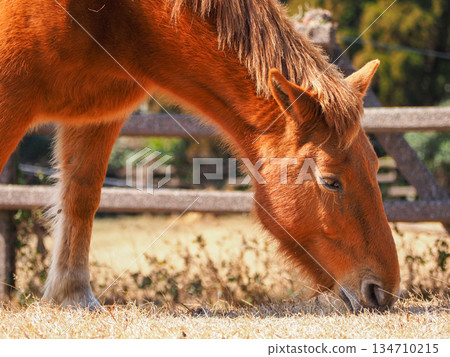 A close-up of the face of a wild horse (Misaki horse) grazing at Cape Toi in Miyazaki Prefecture A close-up of the face of a wild horse (Misaki horse) grazing at Cape Toi in Miyazaki Prefecture 134710215