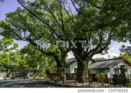 Minagi Shrine (Hayashida) Sacred Tree: Couple Camphor Trees, Asakura City, Fukuoka Prefecture Minagi Shrine (Hayashida) Sacred Tree: Couple Camphor Trees, Asakura City, Fukuoka Prefecture 134710250
