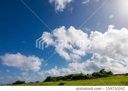 Manzamo Grassland and Godzilla Grove Landscape in Okinawa Manzamo Grassland and Godzilla Grove Landscape in Okinawa 134710262