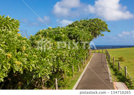 Manzamo Grassland and Godzilla Grove Landscape in Okinawa Manzamo Grassland and Godzilla Grove Landscape in Okinawa 134710265
