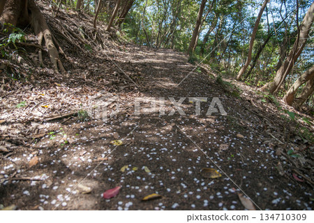 A cherry blossom trail appears on the hiking trail in spring (Mount Shiude) 134710309