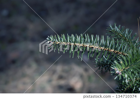 Close-up of an Abies cephalonica branch in early spring. Blurred background. Close-up of an Abies cephalonica branch in early spring. Blurred background. 134710374