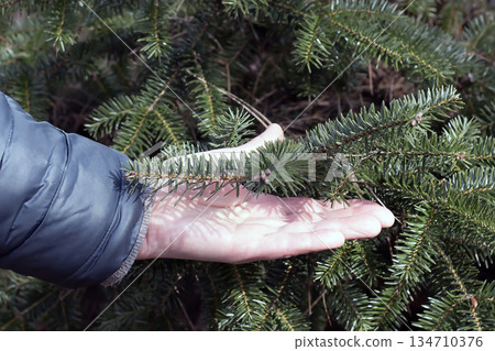 Pharmacist's hand holds a fir branch. Close-up of an Abies cephalonica branch in early spring. Blurred background. Pharmacist's hand holds a fir branch. Close-up of an Abies cephalonica branch in early spring. Blurred background. 134710376