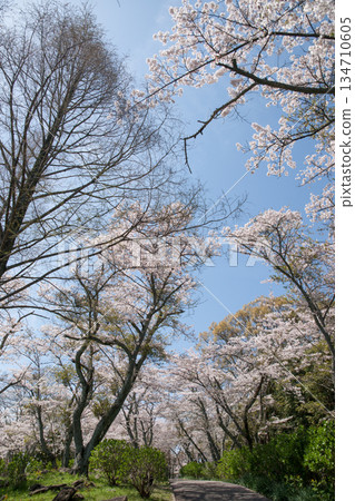 紫手山頂觀景台上的染井吉野櫻花。 紫手山頂觀景台上的染井吉野櫻花。 134710605