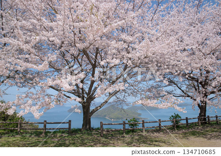 Cherry blossoms (Somei Yoshino) at the observation deck on the summit of Mt. Shiude Cherry blossoms (Somei Yoshino) at the observation deck on the summit of Mt. Shiude 134710685