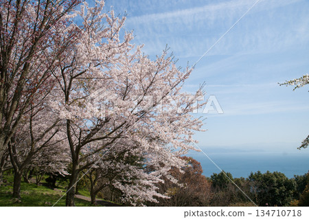 紫手山頂觀景台上的染井吉野櫻花。 紫手山頂觀景台上的染井吉野櫻花。 134710718