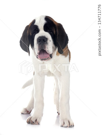 puppy saint bernard in studio puppy saint bernard in studio 134711776