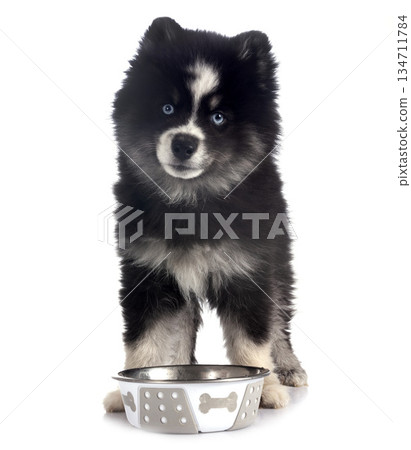 Pomsky in studio Pomsky in studio 134711784