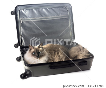 siberian cat in studio 134711788