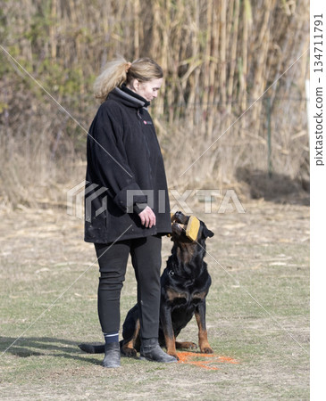 obedience training with a rottweiler obedience training with a rottweiler 134711791