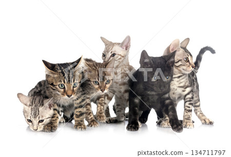 bengal kitten in studio bengal kitten in studio 134711797