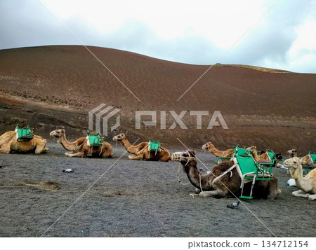Camels with green saddles rest on a volcanic landscape in Timanfaya National Park, Lanzarote, Canary Islands, Spain Camels with green saddles rest on a volcanic landscape in Timanfaya National Park, Lanzarote, Canary Islands, Spain 134712154