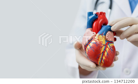 Doctor in white coat holding anatomical human heart model, cardiology health care and medical education.  134712200