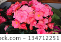 Pink begonia flowers in decorative pot 134712251