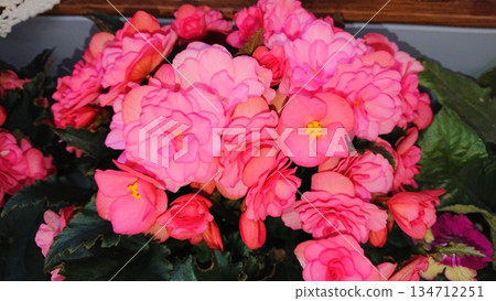 Pink begonia flowers in decorative pot 134712251