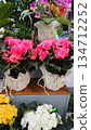 Potted pink begonias on flower shop shelf 134712252