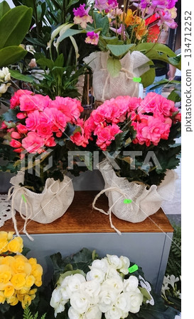 Potted pink begonias on flower shop shelf Potted pink begonias on flower shop shelf 134712252