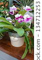 Purple white streptocarpus flower in pot 134712253