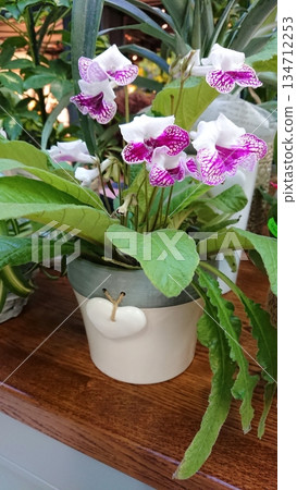 Purple white streptocarpus flower in pot Purple white streptocarpus flower in pot 134712253