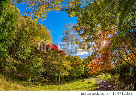 Autumn leaves at Lake Tateshina (October, sunny) 134712326