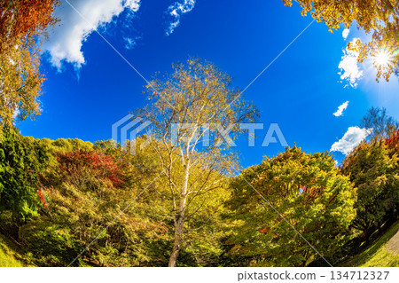 立科湖的秋葉（十月，晴天） 134712327