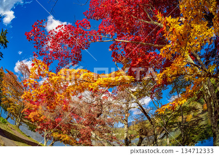 Autumn leaves at Lake Tateshina (October, sunny) Autumn leaves at Lake Tateshina (October, sunny) 134712333