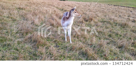 Deer close-up against a background of grass. Animals in the wild. High quality photo Deer close-up against a background of grass. Animals in the wild. High quality photo 134712424