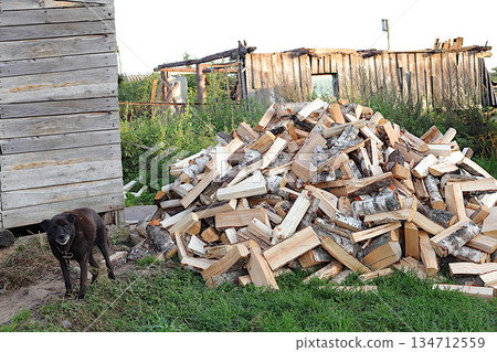 A pile of chopped birch firewood stands outside, guarded by an old dog against the backdrop of a ruined barn. Preparing firewood for winter heating in a Russian village, an environmentally fuel 134712559