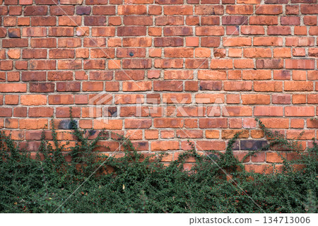 Red brick wall and bushes in park Red brick wall and bushes in park 134713006