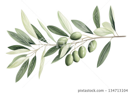 Illustration of an olive branch with green olives and leaves, highlighting natural beauty for culinary and decorative purposes. 134713104