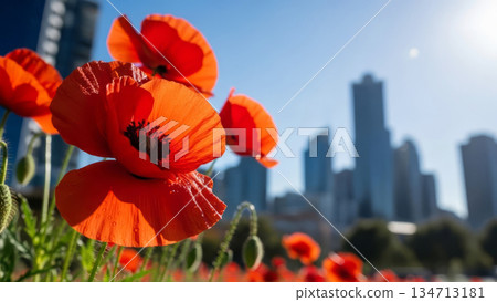 Red poppies in bloom with a blurred city skyline background, ANZAC Day and Remembrance Day commemorative concept. Red poppies in bloom with a blurred city skyline background, ANZAC Day and Remembrance Day commemorative concept. 134713181
