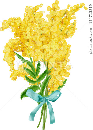 Watercolor painting depicting bouquets of yellow mimosa Watercolor painting depicting bouquets of yellow mimosa 134713219