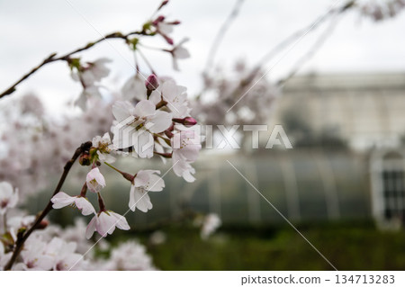Cherry blossoms blooming under a cloudy sky in early spring and a large greenhouse visible in the distance at Kew Gardens in the suburbs of London Cherry blossoms blooming under a cloudy sky in early spring and a large greenhouse visible in the distance at Kew Gardens in the suburbs of London 134713283